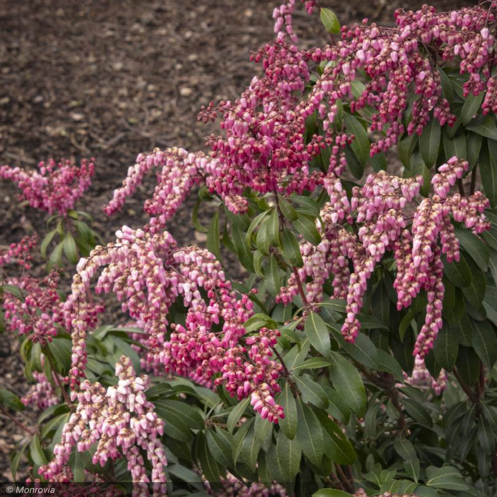 Pieris Japonica, Enchanted Forest Impish Elf #2
