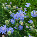 Load image into Gallery viewer, Pincushion, Butterfly Blue #1