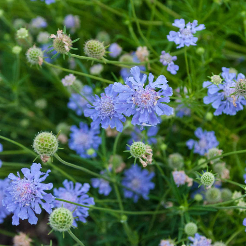 Pincushion, Butterfly Blue #1