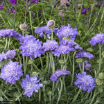 Load image into Gallery viewer, Pincushion, Giga Blue #1