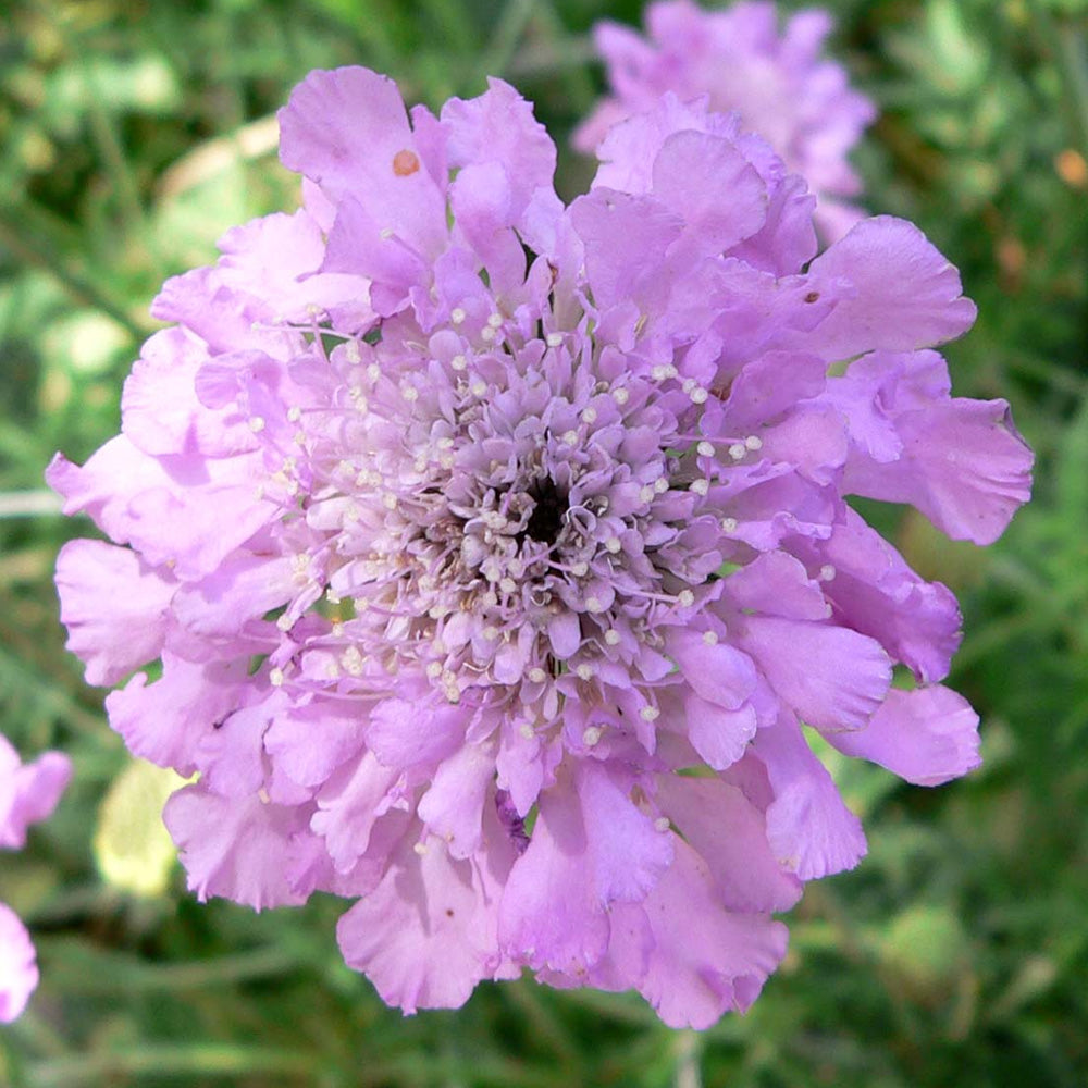 Pincushion, Pink Mist #1 – Greenwood Creek Nursery