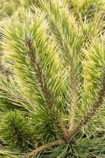 Load image into Gallery viewer, Pine, Andean Gold #10