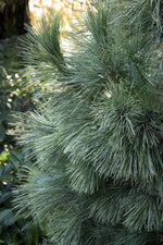 Load image into Gallery viewer, Pine, Silver Whispers #10