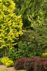 Load image into Gallery viewer, Pine, Thunderhead #10