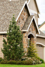 Load image into Gallery viewer, Pine, Vanderwolf's Pyramid Limber #10