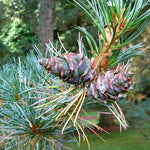 Load image into Gallery viewer, Pine, Japanese White 5' B&B
