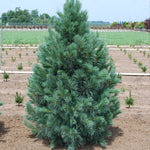 Load image into Gallery viewer, Pine, Limber Domingo 5' B&B