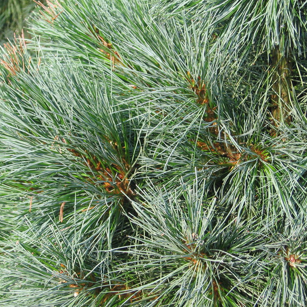 Pine, Limber Domingo 5' B&B