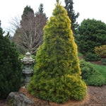 Load image into Gallery viewer, Pine, Louie 3'-4' B&B