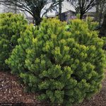Load image into Gallery viewer, Pine, Mugo Carsten's Wintergold #2