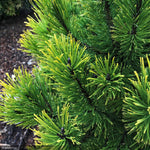 Load image into Gallery viewer, Pine, Mugo Carsten's Wintergold #2