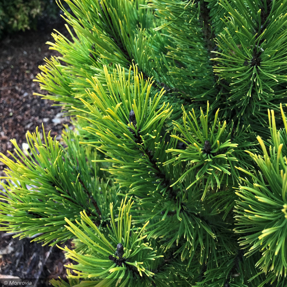 Pine, Mugo Carsten's Wintergold #2