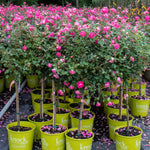 Load image into Gallery viewer, Rose, Knock Out Pink #10 PT
