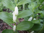 Load image into Gallery viewer, Solomon's Seal, Dwarf #1