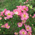 Load image into Gallery viewer, Potentilla, Happy Face Hearts #2
