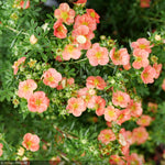 Load image into Gallery viewer, Potentilla, Happy Face Orange #2