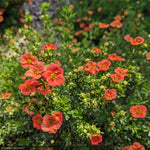 Load image into Gallery viewer, Potentilla, Happy Face Orange #2