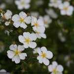 Load image into Gallery viewer, Potentilla, Happy Face White #2