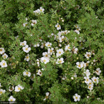 Load image into Gallery viewer, Potentilla, Happy Face White #2