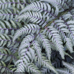 Load image into Gallery viewer, Fern, Japanese Painted #1