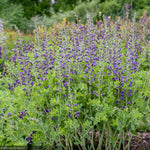Load image into Gallery viewer, Baptisia, Decadence Periwinkle Popsicle #1