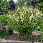Load image into Gallery viewer, Baptisia, Decadence Vanilla Cream #1