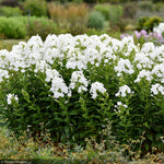 Load image into Gallery viewer, Phlox, Luminary Backlight #1