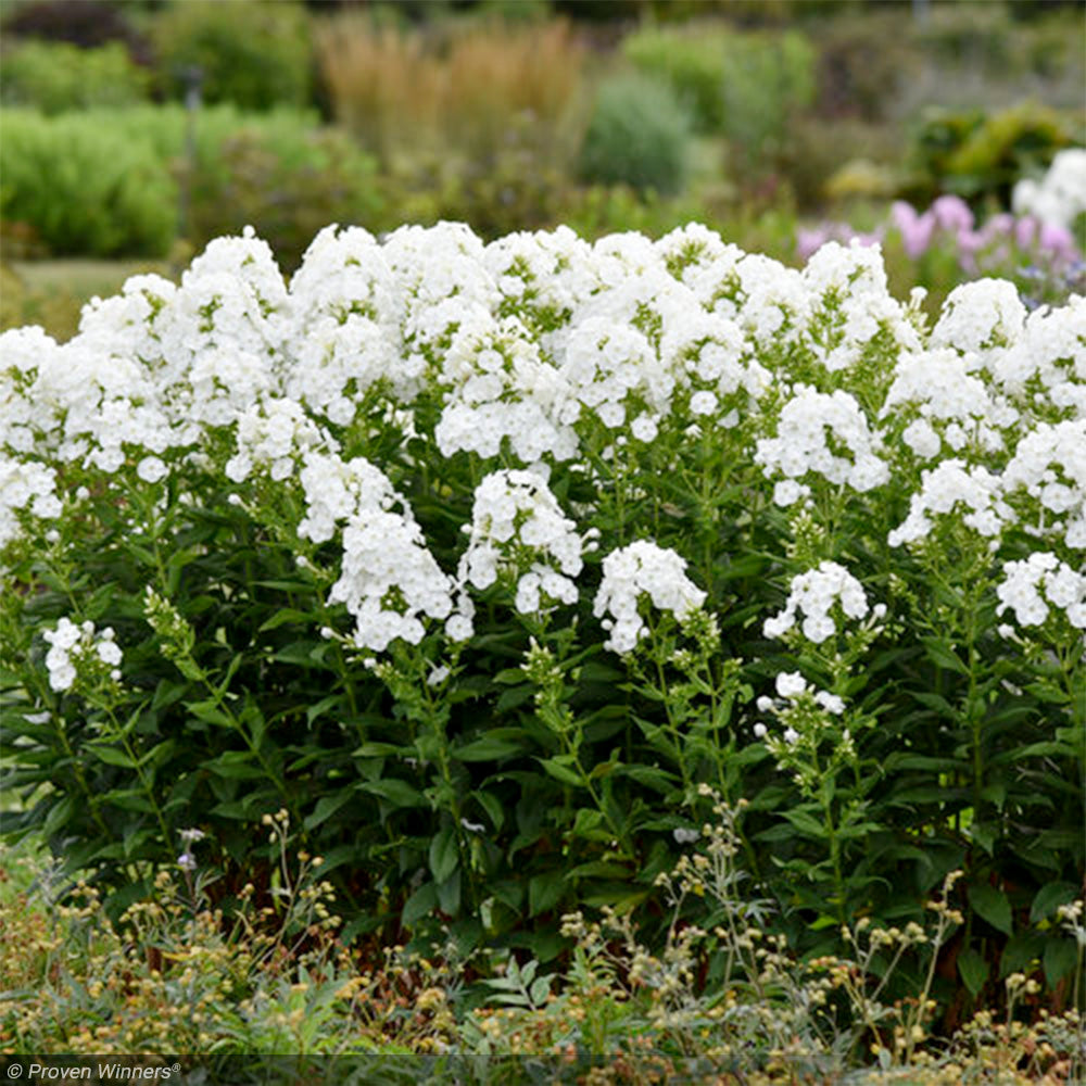 Phlox, Luminary Backlight #1 – Greenwood Creek Nursery
