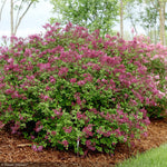 Load image into Gallery viewer, Lilac, Bloomerang Dark Purple #3