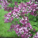 Load image into Gallery viewer, Lilac, Bloomerang Dark Purple #3