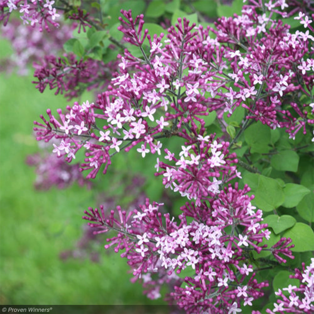 Lilac, Bloomerang Dark Purple #3