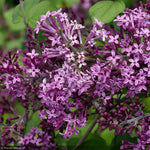 Load image into Gallery viewer, Lilac, Bloomerang Dark Purple #3