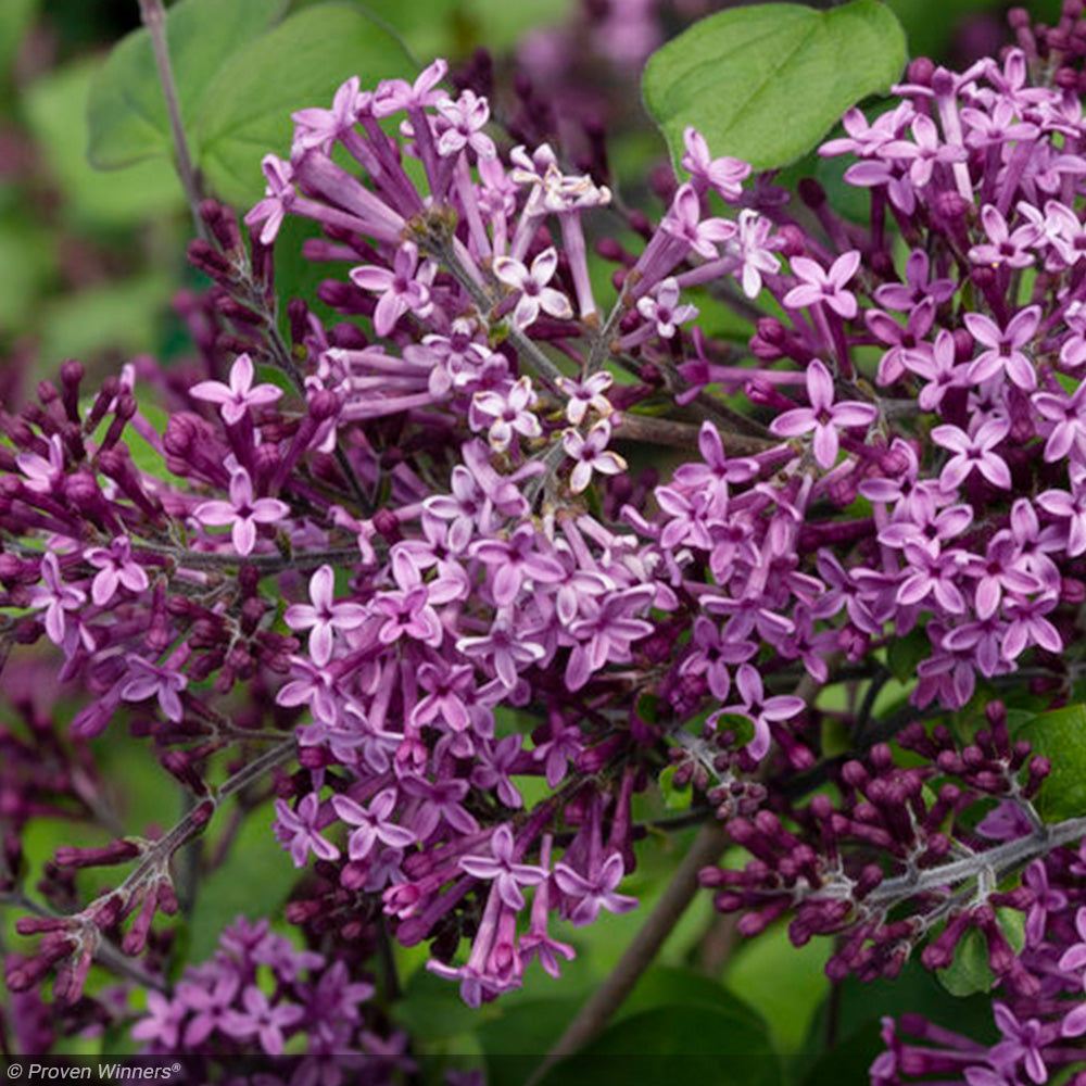 Lilac, Bloomerang Dark Purple #3