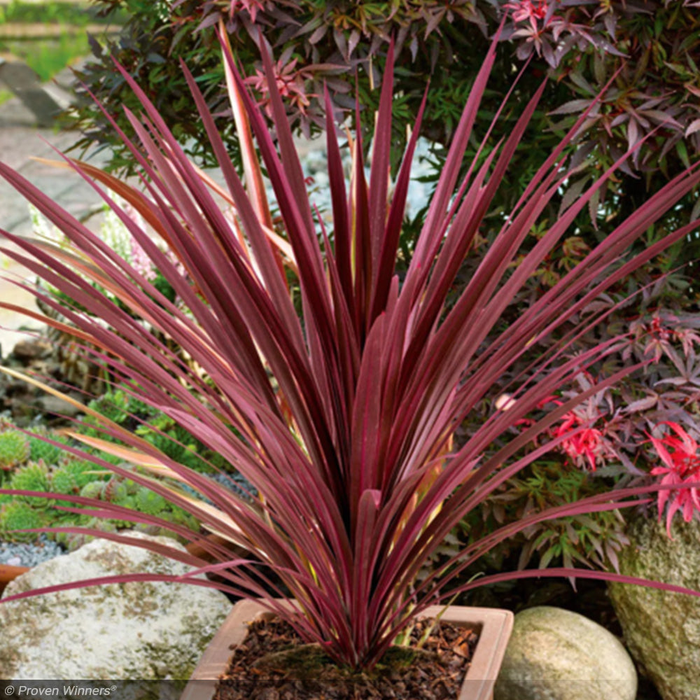 cordyline plant in pot Trop, Cordyline Red Star 4.5" Pot – Greenwood Creek Nursery