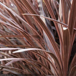 Load image into Gallery viewer, Trop, Cordyline Red Star 8" Pot