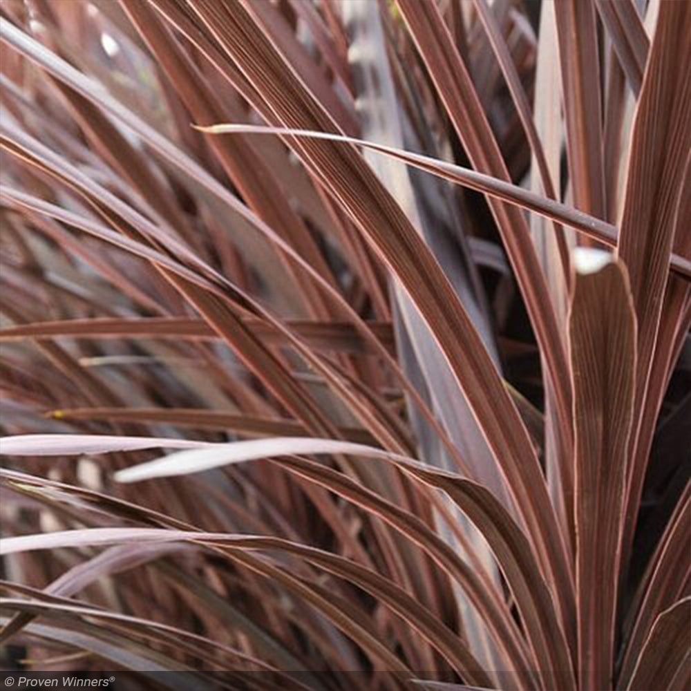 Trop, Cordyline Red Star 4.5" Pot  Greenwood Creek Nursery