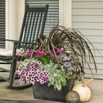 Load image into Gallery viewer, Coral Bells, Dolce Silver Gumdrop #1