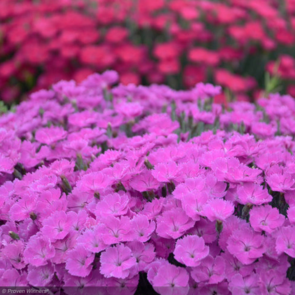 Dianthus, Paint the Town Fuchsia #1 – Greenwood Creek Nursery