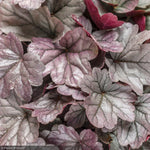 Load image into Gallery viewer, Coral Bells, Dolce Silver Gumdrop #1