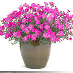 Load image into Gallery viewer, Dianthus, Paint the Town Fuchsia #1