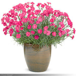 Load image into Gallery viewer, Dianthus, Paint the Town Magenta #1