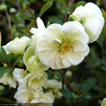 Load image into Gallery viewer, Quince, Double Take Eternal White #2