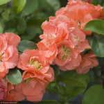 Load image into Gallery viewer, Quince, Double Take Peach #2