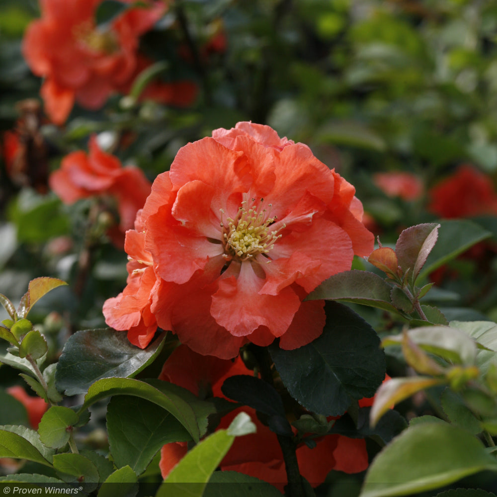 Quince, Double Take Peach #2 – Greenwood Creek Nursery