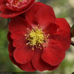 Load image into Gallery viewer, Quince, Double Take Scarlet #2