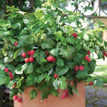 Load image into Gallery viewer, Raspberry, Raspberry Shortcake® #2