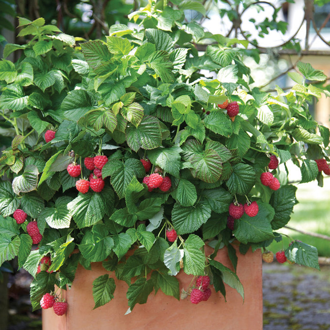 Raspberry, Raspberry Shortcake® #2