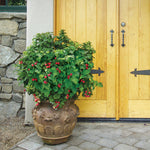 Load image into Gallery viewer, Raspberry, Raspberry Shortcake® #2