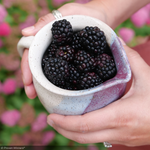 Load image into Gallery viewer, Raspberry, Taste of Heaven #2