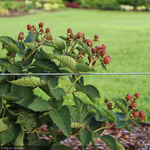 Load image into Gallery viewer, Raspberry, Taste of Heaven #2